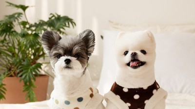 놓치면 후회!🐶 국산 강아지 가디건 특가 후기💖